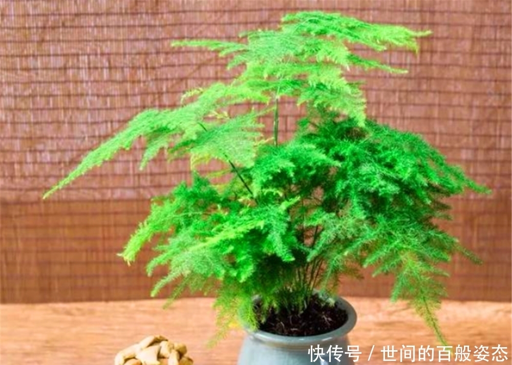  人体|文竹放在卧室养，对人体有什么好处吗？