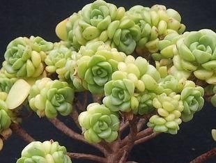 达摩福娘|4种自带香味的多肉,窗台养一盆,满屋子飘香,你养过几种?