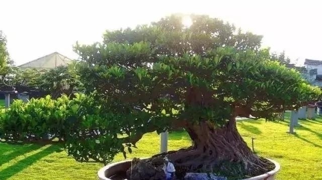 世界上又一奢侈品《盆栽》一盆就是一座房子！