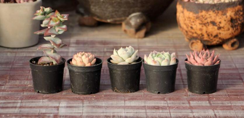 邻居小妹养多肉,少有烂根虫害问题发生,全赖这些地方把控严密