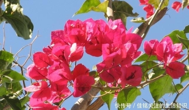 三角梅|三角梅有“三怕”,避开安全度夏,冒新芽齐开花,养成盆景小老桩