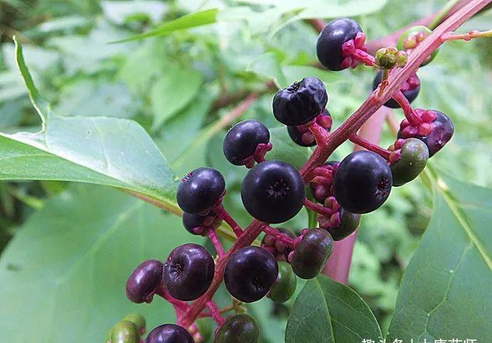 宫颈糜烂|见肿消,一种神奇的小野果!5大民间入药良方,横扫身体5种疾病!