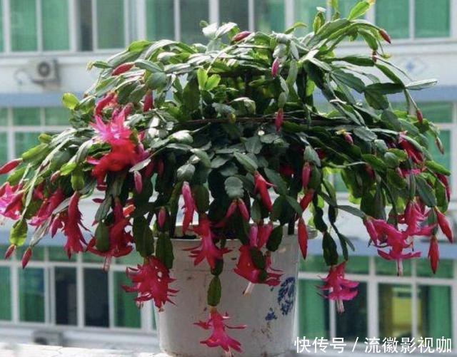 长寿花|家里的“3种花”,在8月份“怕水”,要管住手“少浇水”,别疏忽