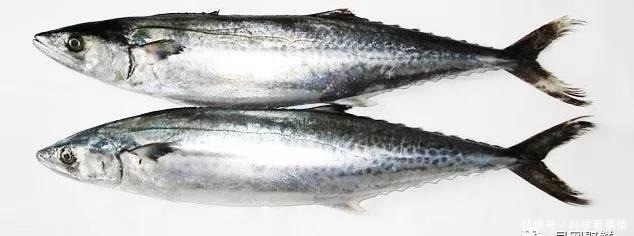 在中国“排名第一”的午鱼,是什么鱼