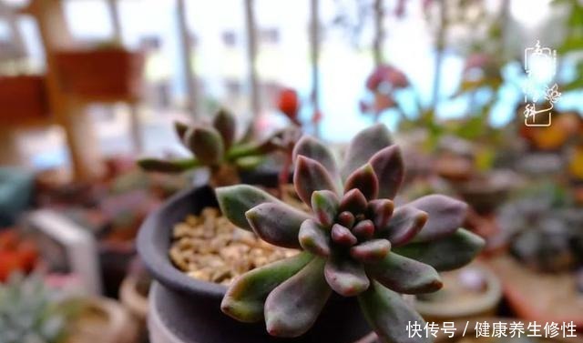 冬季,属于多肉的季节!养多肉的你喜欢冬天吗!