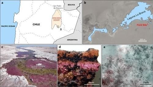 早期地球没有氧气，当时的生物怎么活下来的科学家终于搞清楚了