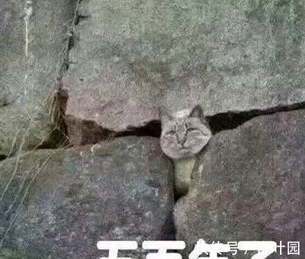 |搞笑图片幽默段子笑话: 妹子,你坐公交车去结婚呀,厉害了