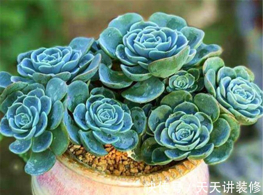 打好基础|多肉玉蝶养成老桩并不难,学会3个小技巧,杆子粗壮造型美