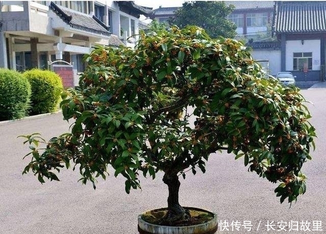 爷爷阳台的桂花盆栽,一年四季花开不断,真是香醉人了!