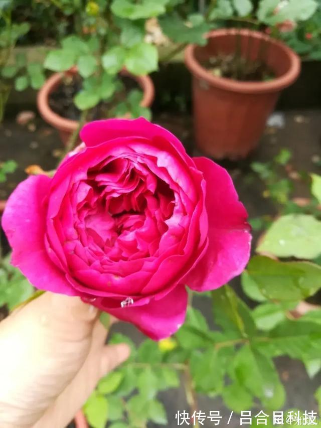 月季|22种最漂亮的月季,一次能开300天,满屋飘香开花多