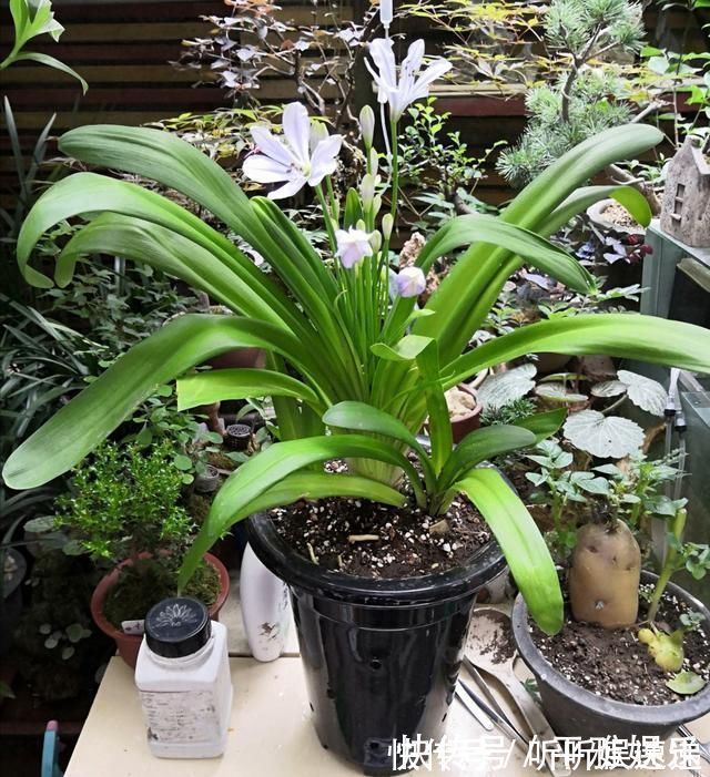 浇水|这花被误认为“蓝色君子兰”,开花特漂亮,一根枝能开50朵花
