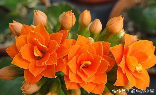 茂盛|家里养这2种花,越修剪越茂盛,枝条用来扦插,生根快!