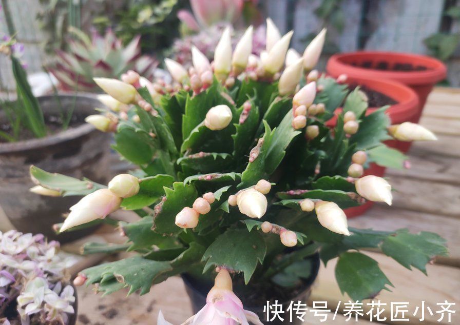 光照|蟹爪兰长出满头花苞,预防掉落有“4不”,做好一次开爆盆