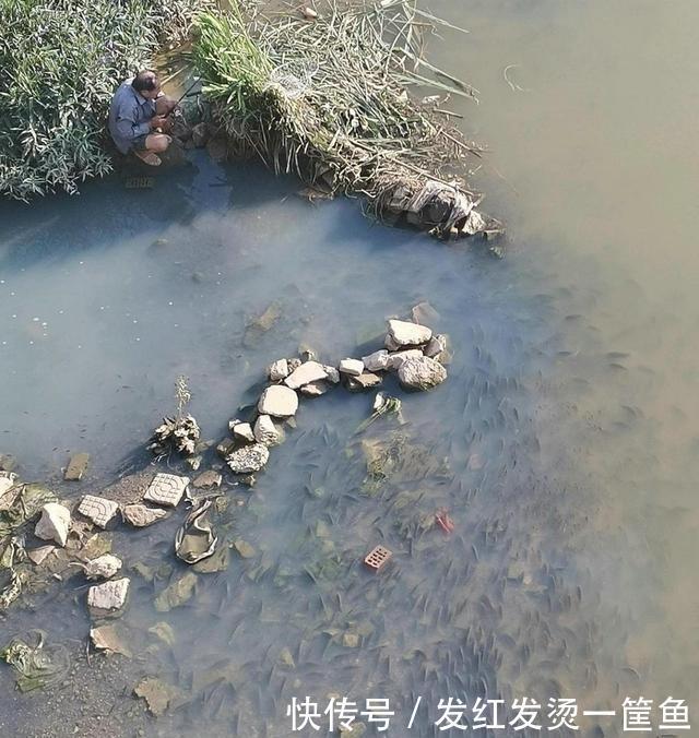 水下|因河里鲫鱼越来越少,温州钓鱼人放下水下相机,拍到惊人画面