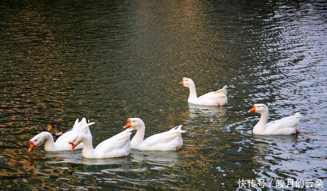 梅子酱|舌尖上的粤菜广式烧鹅的制作方式快快收藏吧。在家也能做哦!