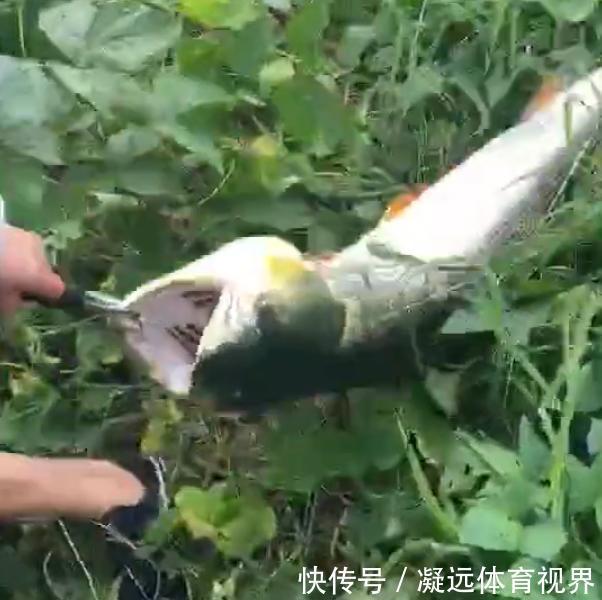 鱼器|江苏一钓鱼人钓获“水老虎”，因太重拉不出水，网友：真替你着急