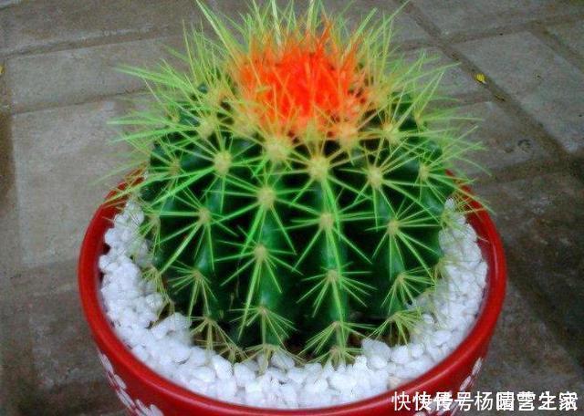 月季|3种花,不建议在花卉市场买,养不几天大多枯萎