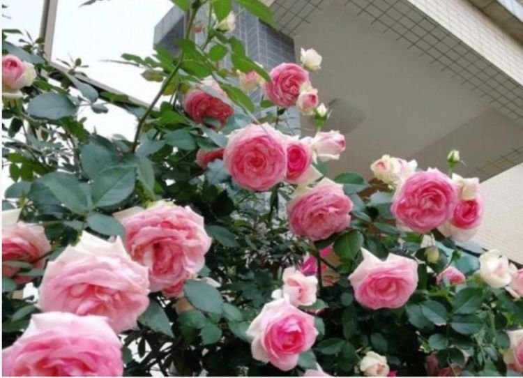 家里要养4种花,开花吉祥又喜庆,花朵漂亮,四季有花赏