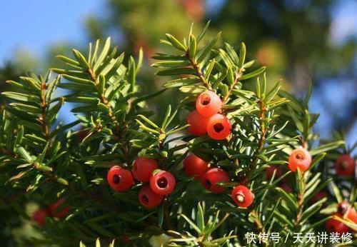 3种盆栽花卉,好养又大气,家里养一盆,旺财也镇宅!