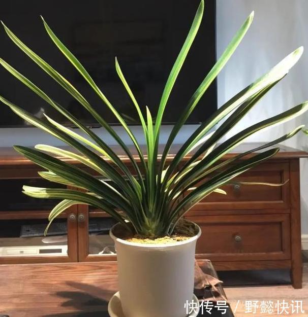 空气|净化空气室内盆栽这3款绿植,夜间不与人争氧,还促进睡眠