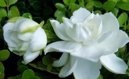 花卉|4种“陷阱”花，不适合新手，花店遇到要避开，别白花买花钱