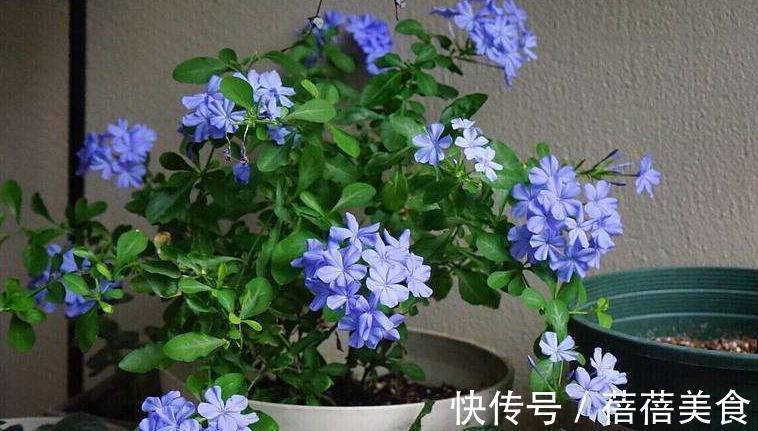 3种花最热销,拿回家摆窗台上,窗台变花园