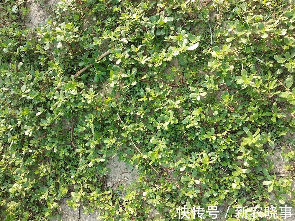 痛恨|7月的野菜之王,田边一摘几十斤,凉拌十分美味,却常被农民痛恨