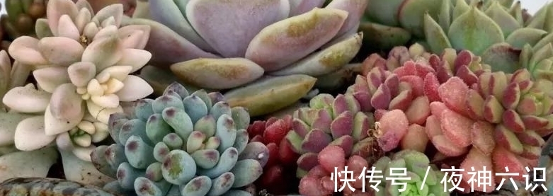 合适的时机,正确的施肥,助力多肉美翻天