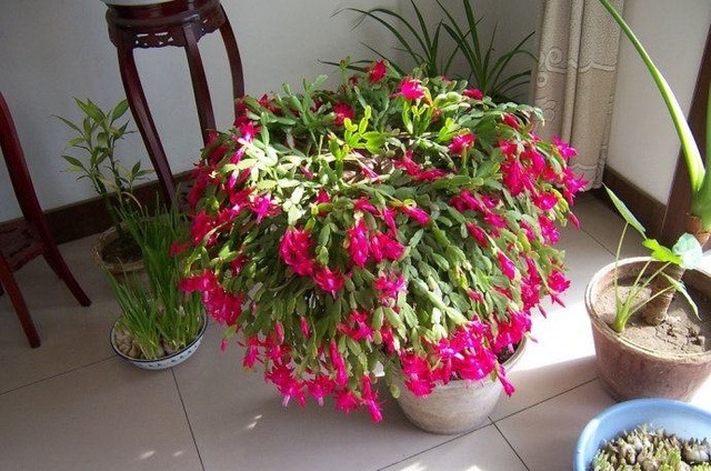 想养花的朋友，告诉你几种花，长期不浇水还郁郁葱葱，有光就够了