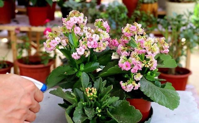 花谢|长寿花谢后别闲着,学会3个“巧”,多次开花易如反掌,花量也大