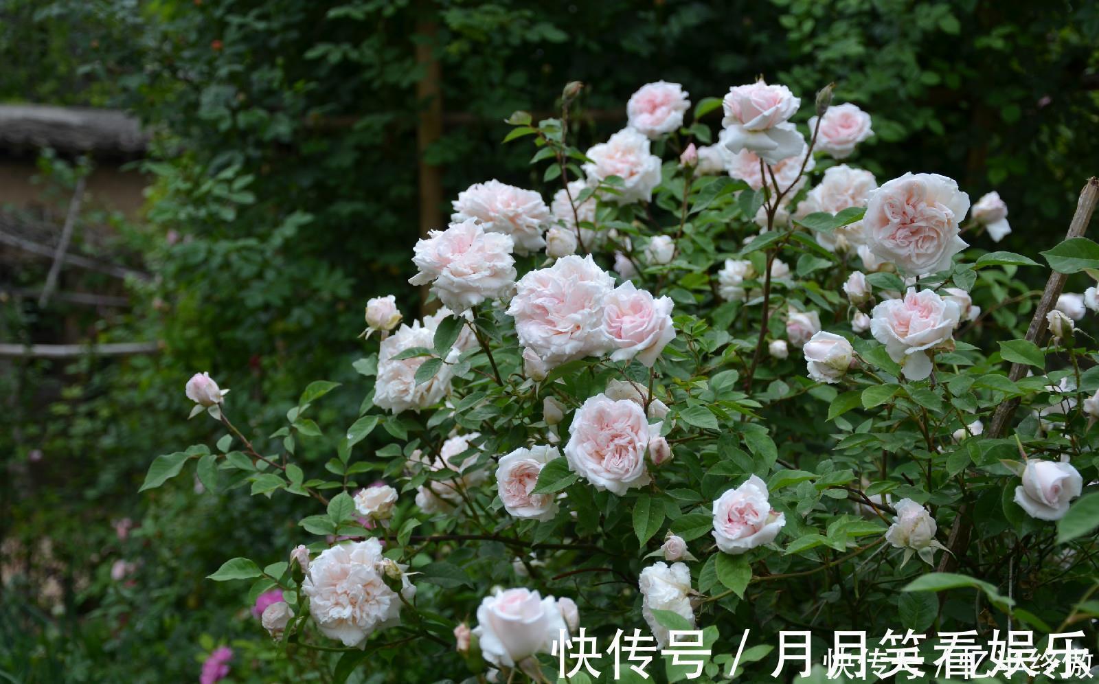 3种花超让人喜欢,植株低矮,花色绚丽,四季开花不停,养护很容易