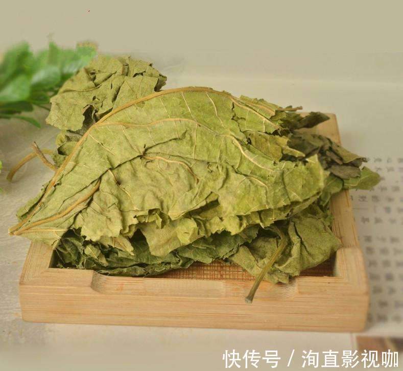 病症|桑叶能用好，一定是个宝，一片桑叶，8种病症都能治！