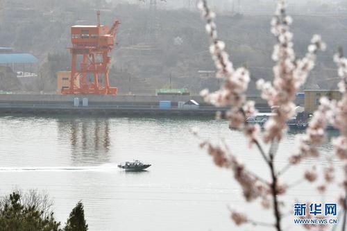 刘家峡花开春意浓