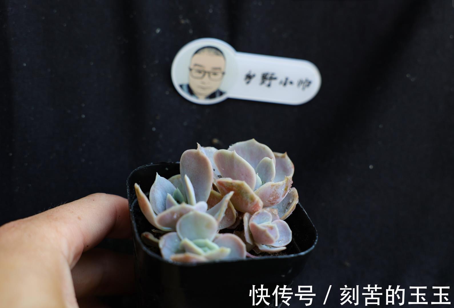 美美|那些美美的多肉，都是这样杂交出来的，小帅告诉你多肉杂交的奥秘