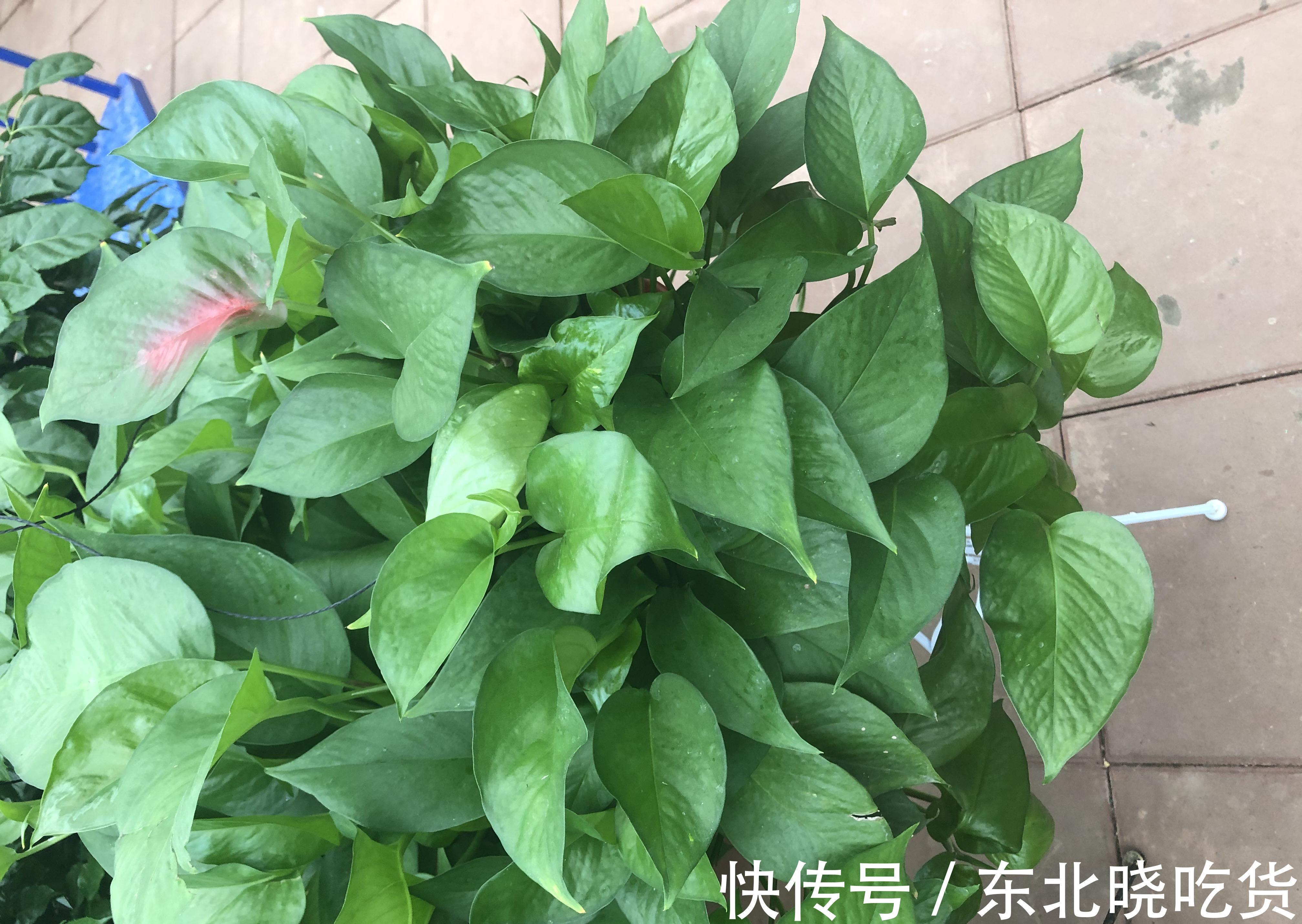 养分|绿萝不长藤,这2种东西,一样埋盆底,一样喷叶子,天天疯长