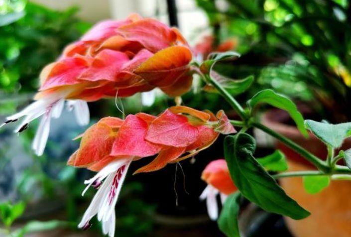 植株|从9月14日开始,家养此款花卉,花艳香浓,颜色鲜艳夺目