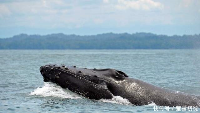 日本|为何日本一直坚持捕猎鲸鱼?并非为了吃肉,真实目的各国都要警惕