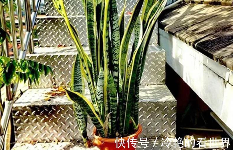 爆盆|掌握2个方法,金边虎皮兰等着爆盆吧