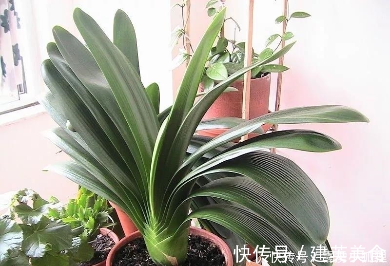 养护君子兰有诀窍，做对一件事，叶肥、花美、长势旺，特别漂亮