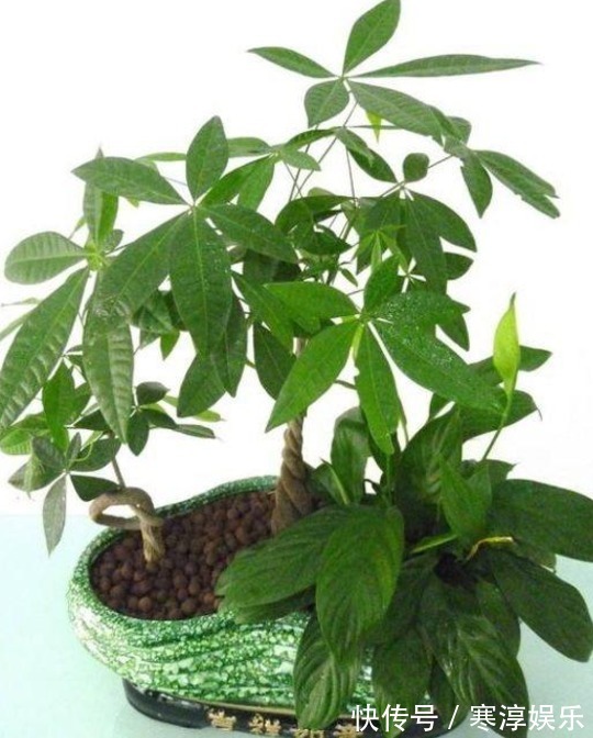 烂根|这六种植物,不能常浇水,浇水过多不是烂根就是死亡,快别浇了!