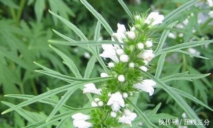  干净|十个人九个炎症，常用此物泡水，活血调经，子宫越来越干净