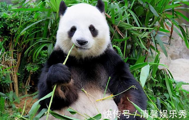 植物|植物营养较低,为什么牛只吃草,却能长一身肌肉?