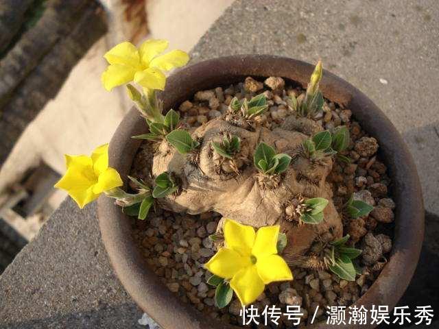 13种“昂贵花”，开花魅力无穷，可价格太高，养得起的人非富即贵
