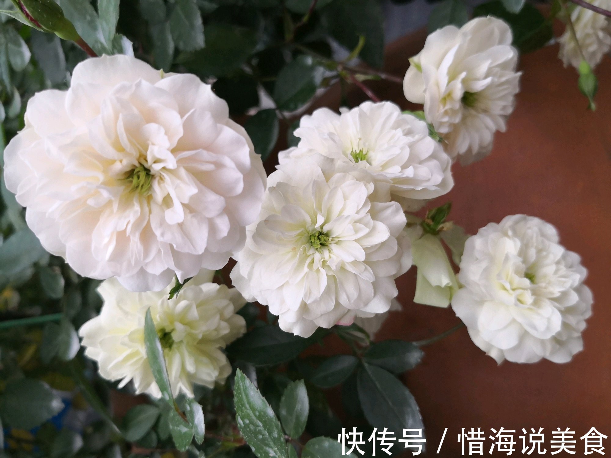 盆栽|此盆栽有“开花机器”之称,全年开花,花多易爆盆,好看又好养!