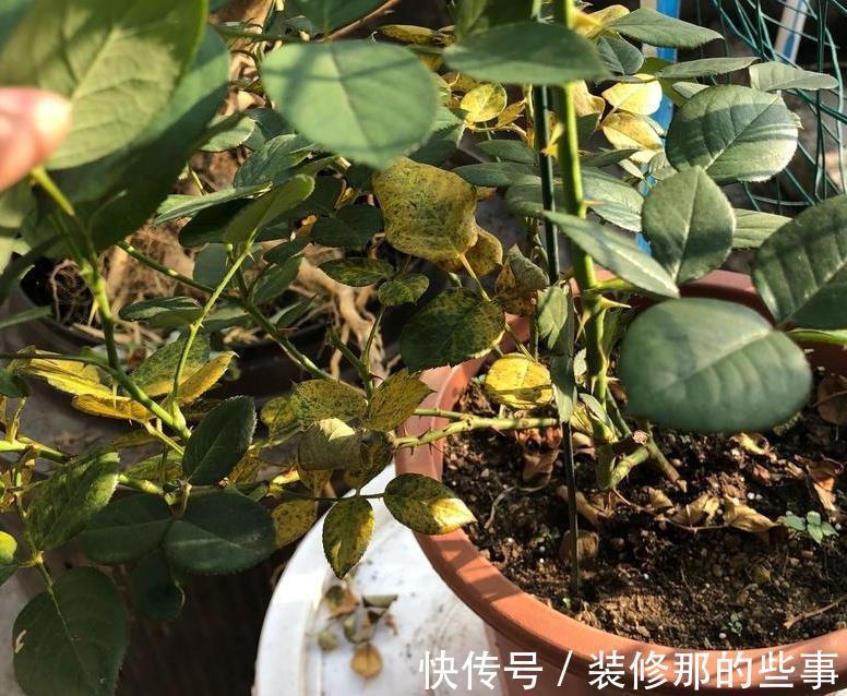 黄叶|月季大量黄叶，甚至变成了光杆，怎么办
