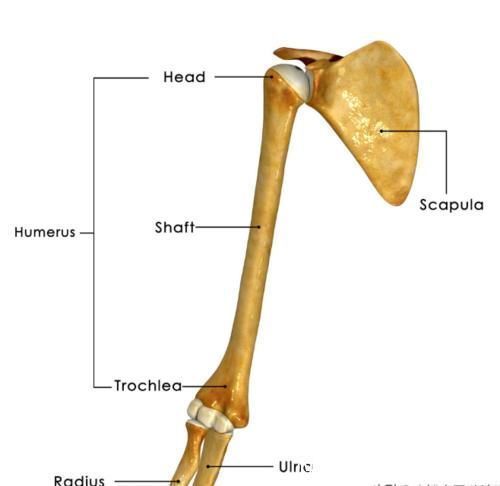 肌腱|肩膀疼痛都是“肩周炎”吗?医生:你错了,肩周炎只占很少一部分