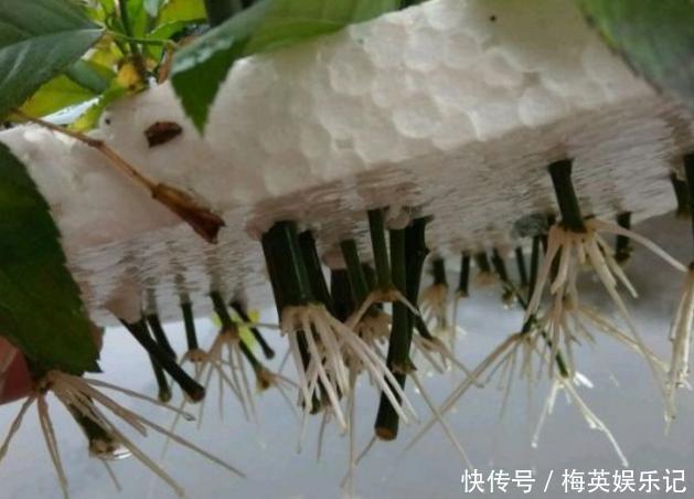 扦插长寿花:从母株上选枝叶、催根、育苗,得做好这些细节