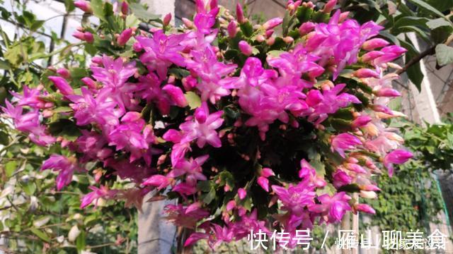 蟹爪兰想四季开花?1个“小开关”要知道,打开不分季节花开不停