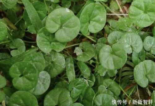 野草|在河边,碰到“1种野草”请珍惜,人称“马蹄金”,当盆栽值钱