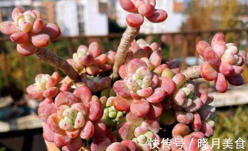 软萌可爱|自带香味的多肉劳尔,12月经常做4件事,软萌可爱美极了